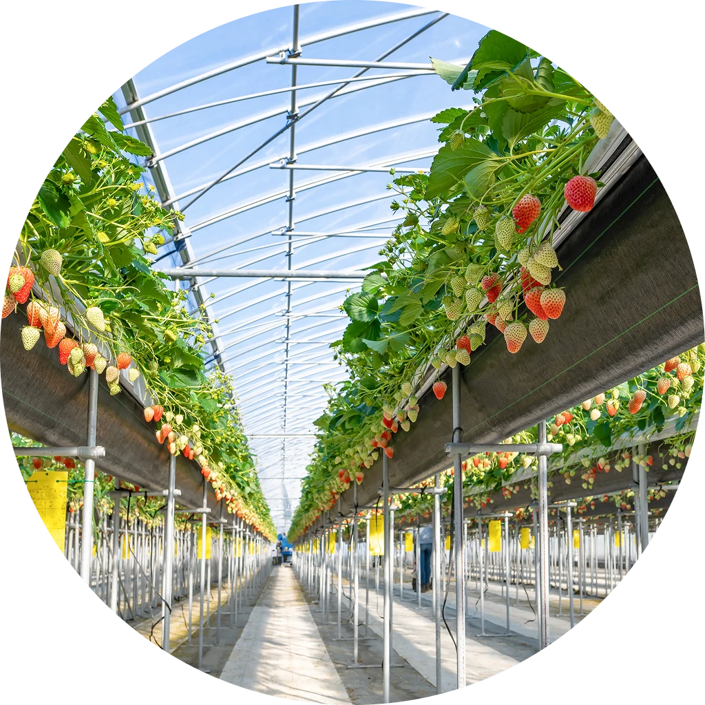 ripe-strawberries-growing-in-a-greenhouse-2026-03-26-22-56-13-utc 1